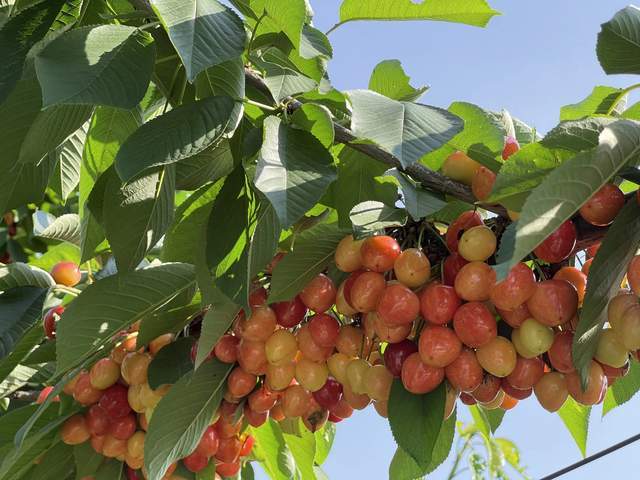 樱为有你不约而铜2021铜川樱桃采摘攻略火速看过来啦