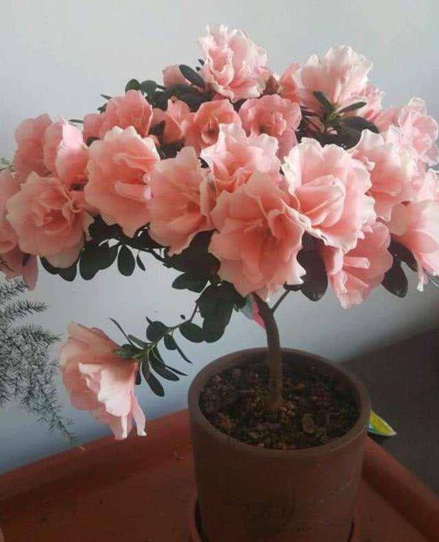 原创冬季养杜鹃花牢记1点一个枝上10朵花花期长开爆盆