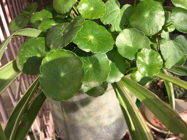 为什么有人喜欢养花养草 69c4750a9d4440daa640997e9f6c4d61.jpeg