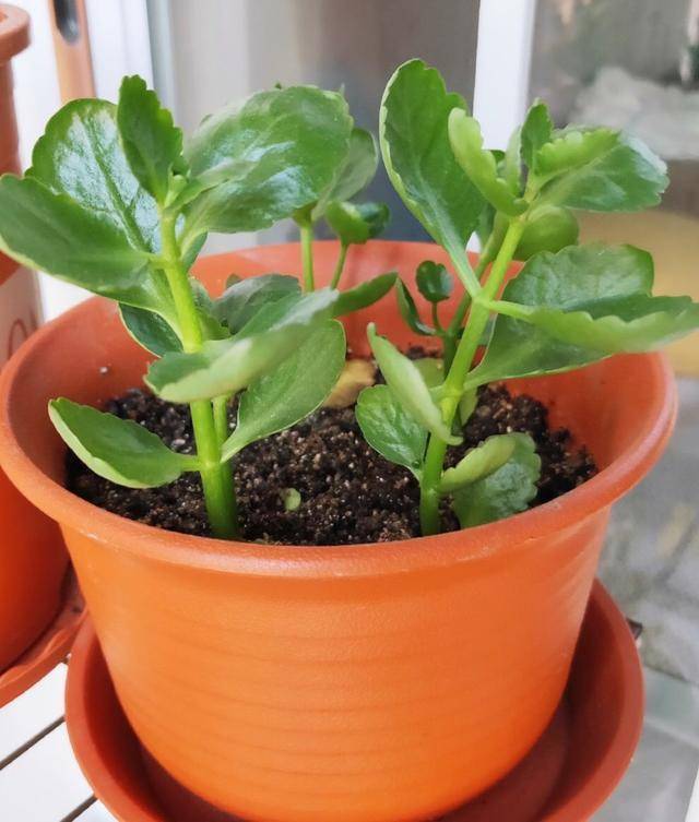 几月份扦插长寿花会爆盆 8e88509486b04ea99bc93e32758108a3.jpeg