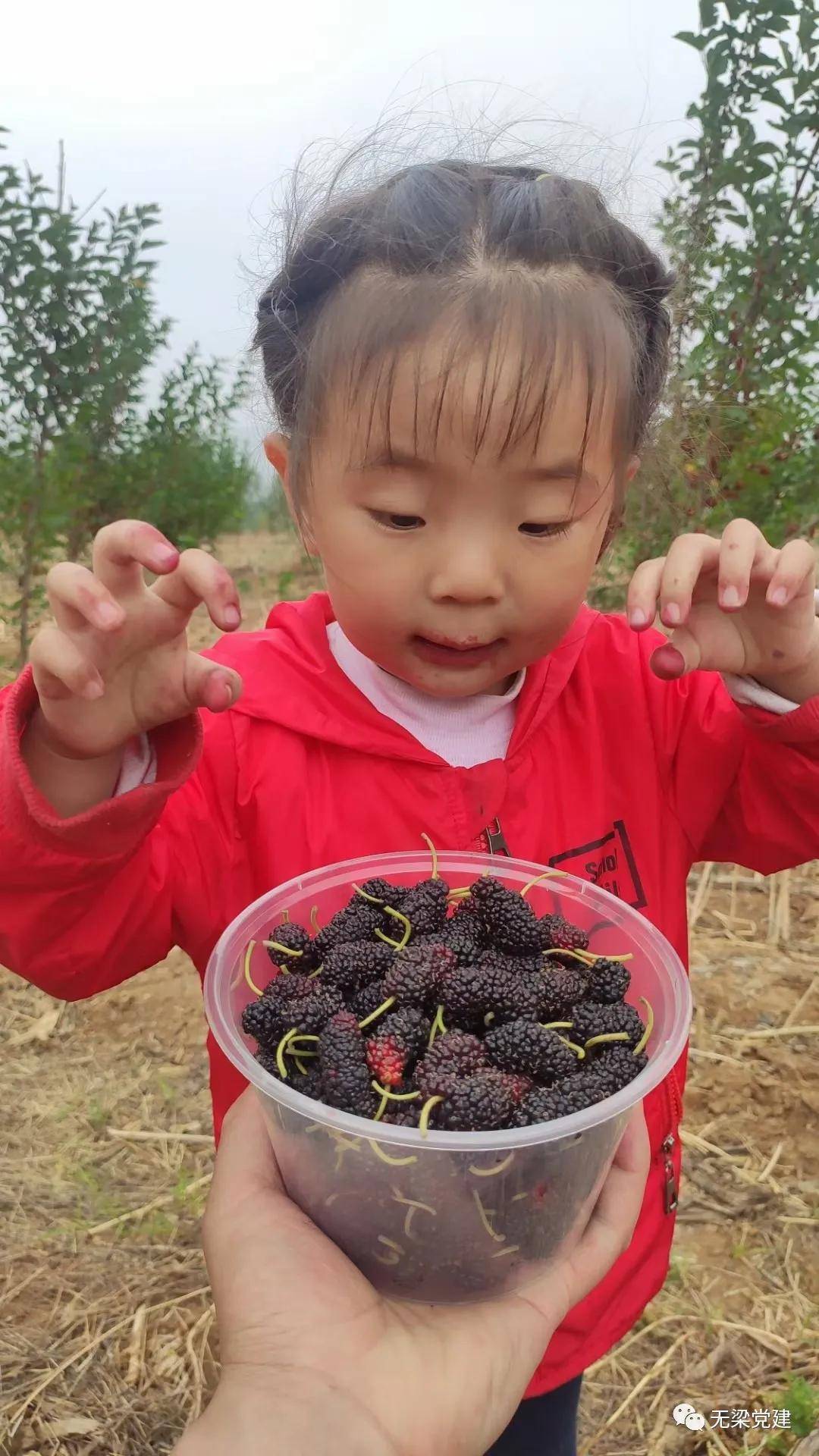 禹州具茨山杏福来敲门无梁镇第二届具茨山金杏采摘节开始