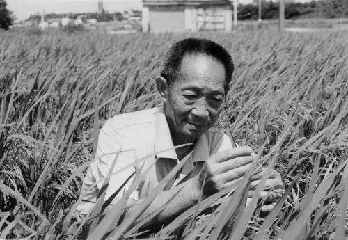 水稻|一文回顾袁隆平一生：为何他会被称为“杂交水稻之父”？