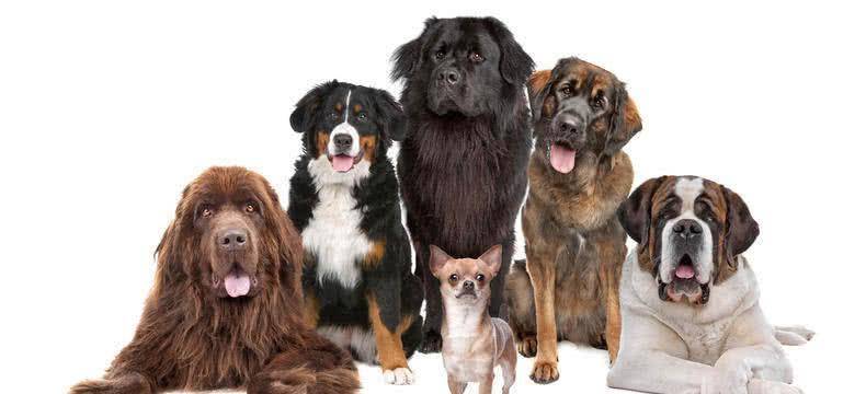 狗狗怎么看是不是大型犬 1951d805a9a24b4dba8142bf610f6aad.jpeg