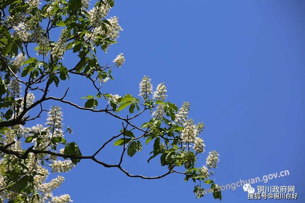 什么状叶茂成语_根深叶茂图片(4)