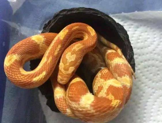 宠物界新秀 铲屎铲出新高度 报纸