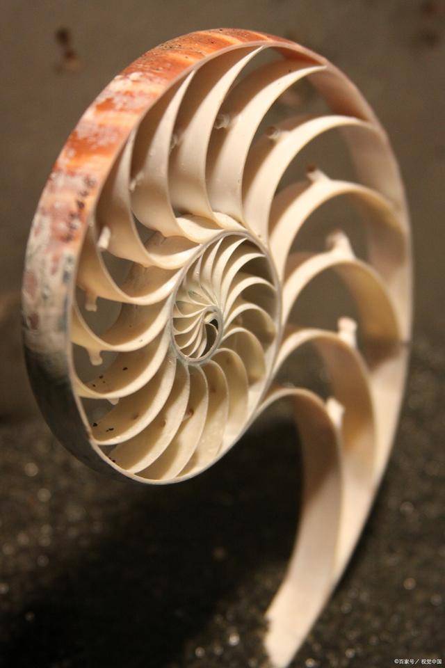原创鹦鹉螺杯趣闻古代海洋生物工艺品物以稀为贵