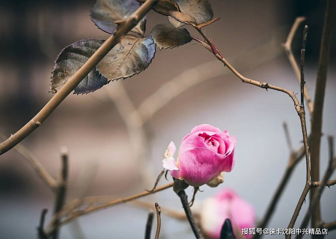 jc cancedda器材:徕卡m10r m50/2aa摄影:kin ming ho器材:徕卡m240