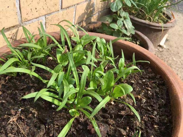 盆栽蔬菜 699dd9d1f0b14095bdc84b726fdbeda6.jpeg