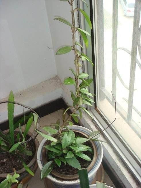 原创球兰长叶不开花,用对"2招",枝上都是花,60个花球,美极了