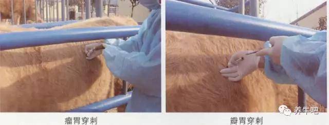 瓣胃穿刺 用于瓣胃阻塞的治疗.