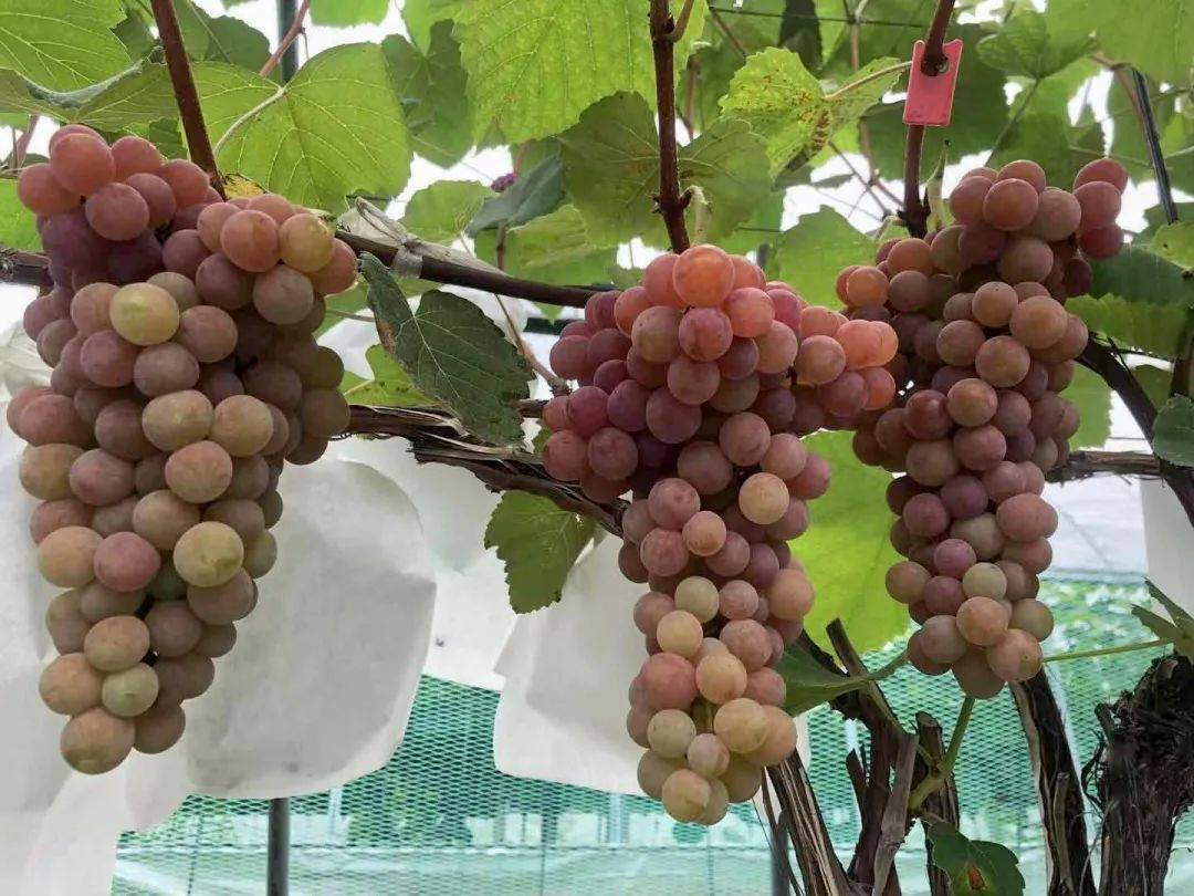 饱满多汁甜如蜜糖金山施泉葡萄上市啦今年价格为