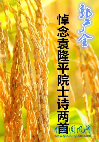 郭广全悼念袁隆平院士诗两首_稻子