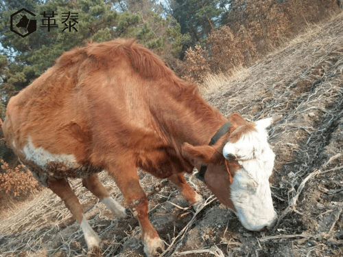 模式|用户内测：革泰神州8号牛羊马定位仪神奇的地方是什么