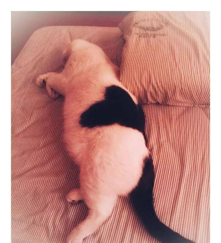 如何在家给猫做猫抓板 51219c6b7622408d9c9bda7d879f4c29.jpeg