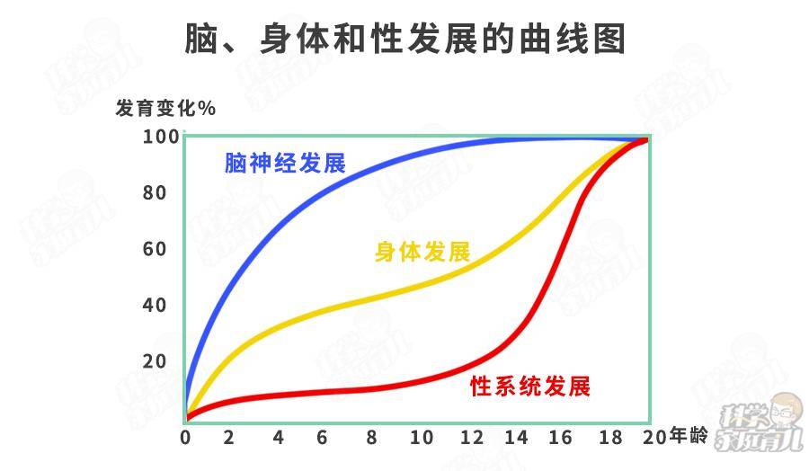 人类大脑发育曲线图图片