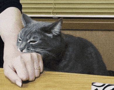 家养猫抓伤出血怎么办