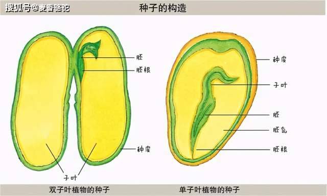 桃花种子结构图图片