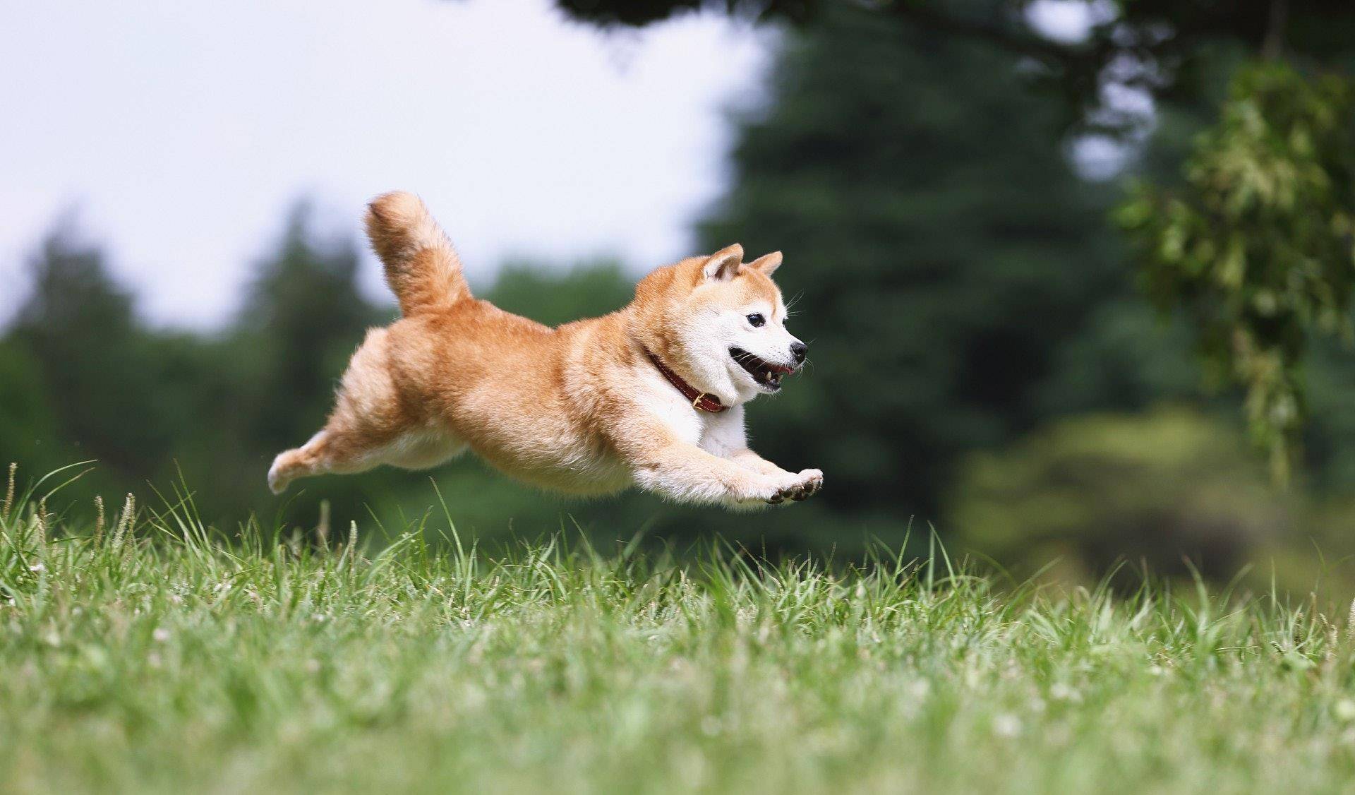 永久型人形犬微博犬笼子里的人形犬微博 自媒体热点