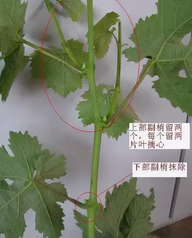 图文并茂夏季葡萄高产剪枝的8个方法