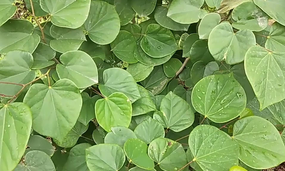 农村这植物叫红内消妇女的好朋友见到它可要留下它