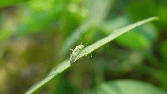 茶园有绿盲蝽怎么办?