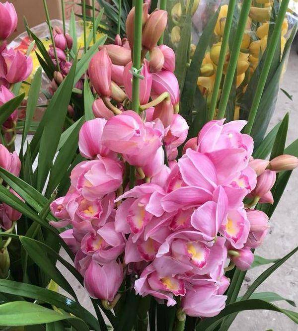 客厅最旺的十种花 c5a18f0c8ffe4e248caca6e17e2b4c67.jpeg