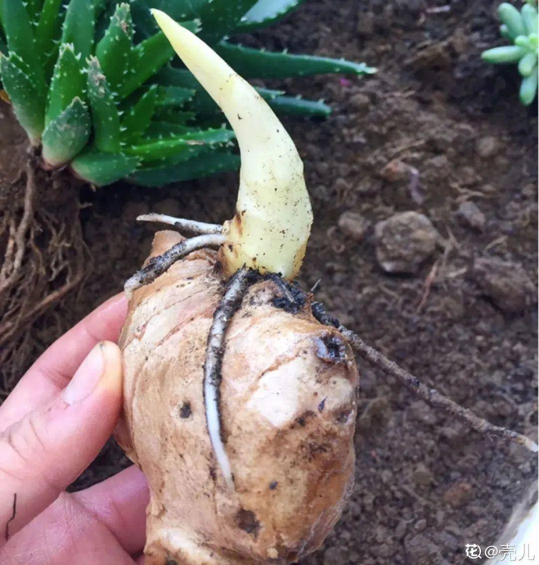 生姜怎么种植才好看 ce79c98860f242bf95dfd1417762e778.jpeg