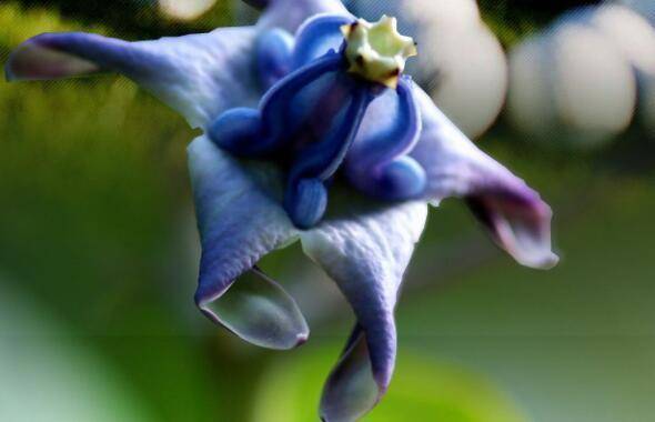 5月24日 5月30日 家养此款花卉 美观又大气 花色艳丽 植物