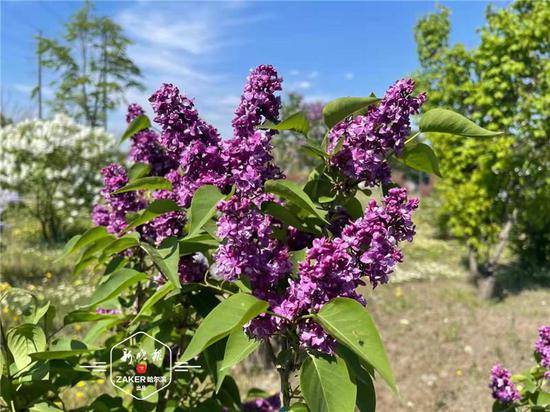赏花攻略收好 13种冰城丁香姹紫嫣红专家详解不同丁香花色和花期 品种