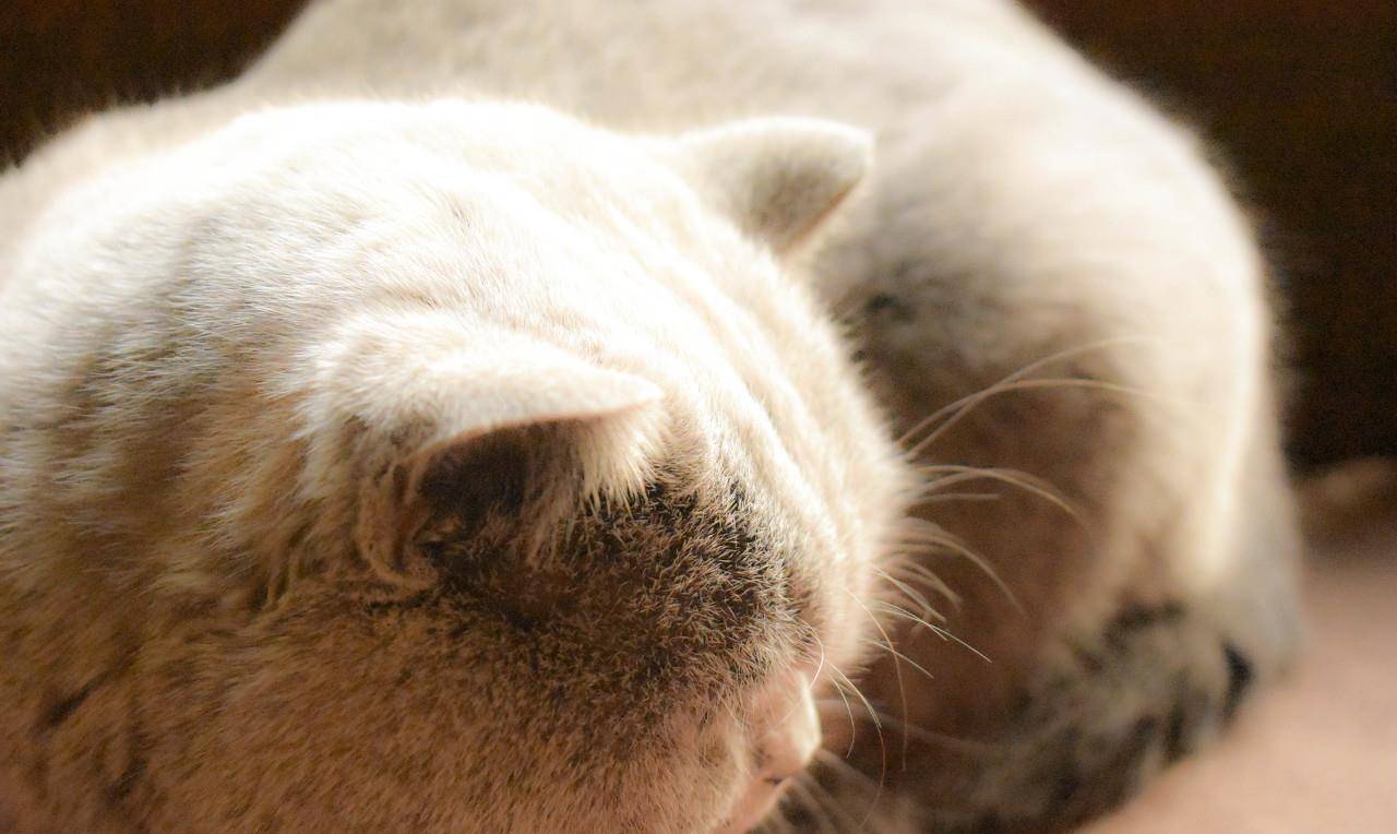 猫咪转世为花?文青的解读让你想哭,科学家的解读让你把泪憋回去_植物