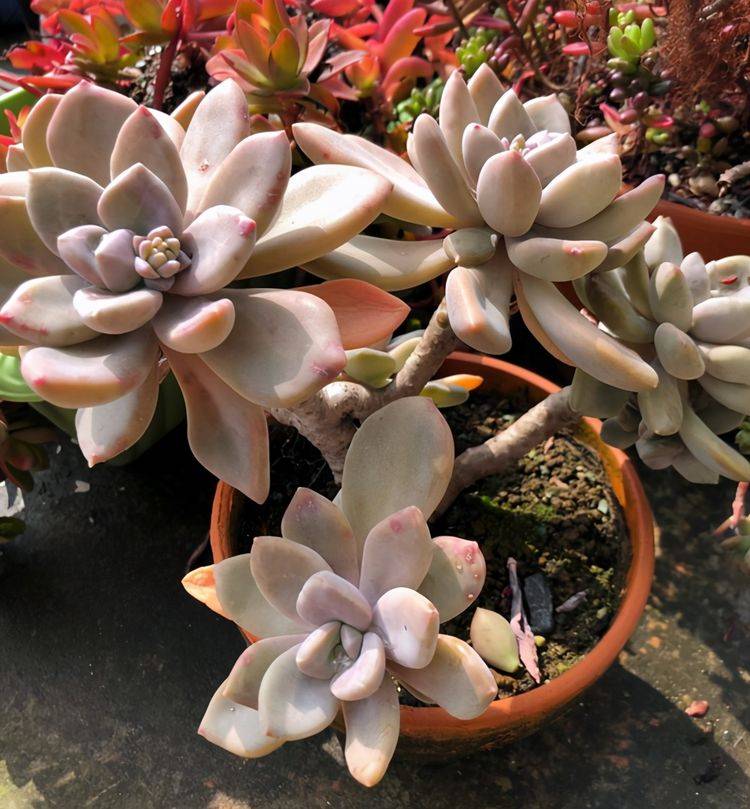 原创多肉冬美人和胧月的区别