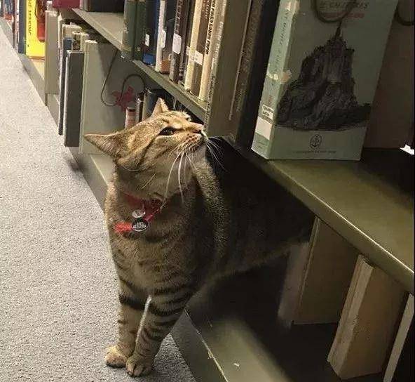 我是猫咪视频 dd3dcff1ee234f159ce96541a11aa518.jpeg