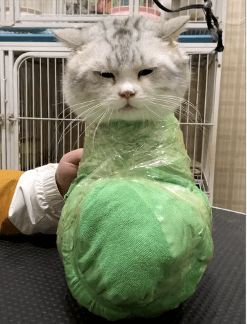 网友晒出一颗巨型"白菜猫,结果…30万网友都给馋哭了!
