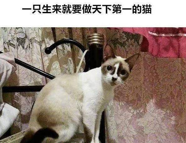 fc4e5765a89e468a8d339a32355f0b19.jpeg