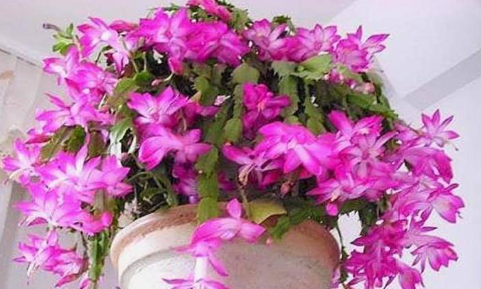 5月日开始 养花试试这几款 清新空气 家家必备 保养 5月日开始 养花试试这几款 清新空气 家家必备 保养