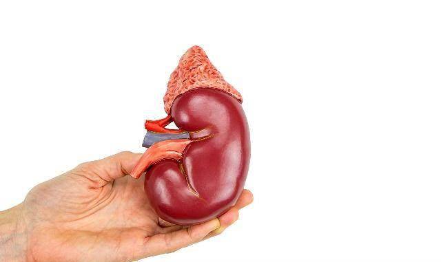 肾结石是怎么得出来的 5cd5efaacc2a4089b7c524eace47c685.jpeg