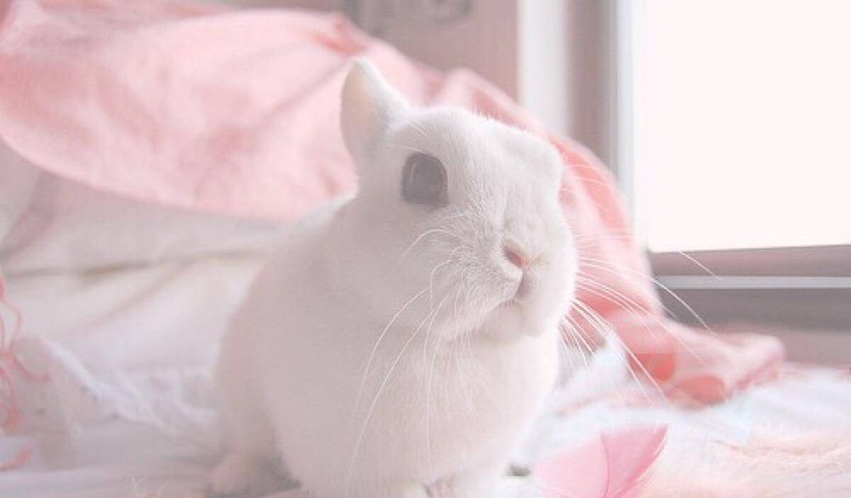 男朋友喜欢吃我的兔兔怎么办 男生为什么喜欢听哮喘
