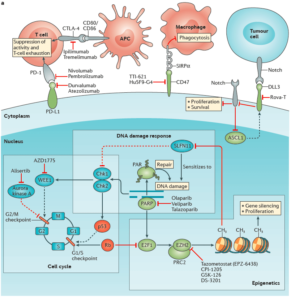 图1. 小细胞肺癌的潜在治疗靶点 (sabari et al., 2017)