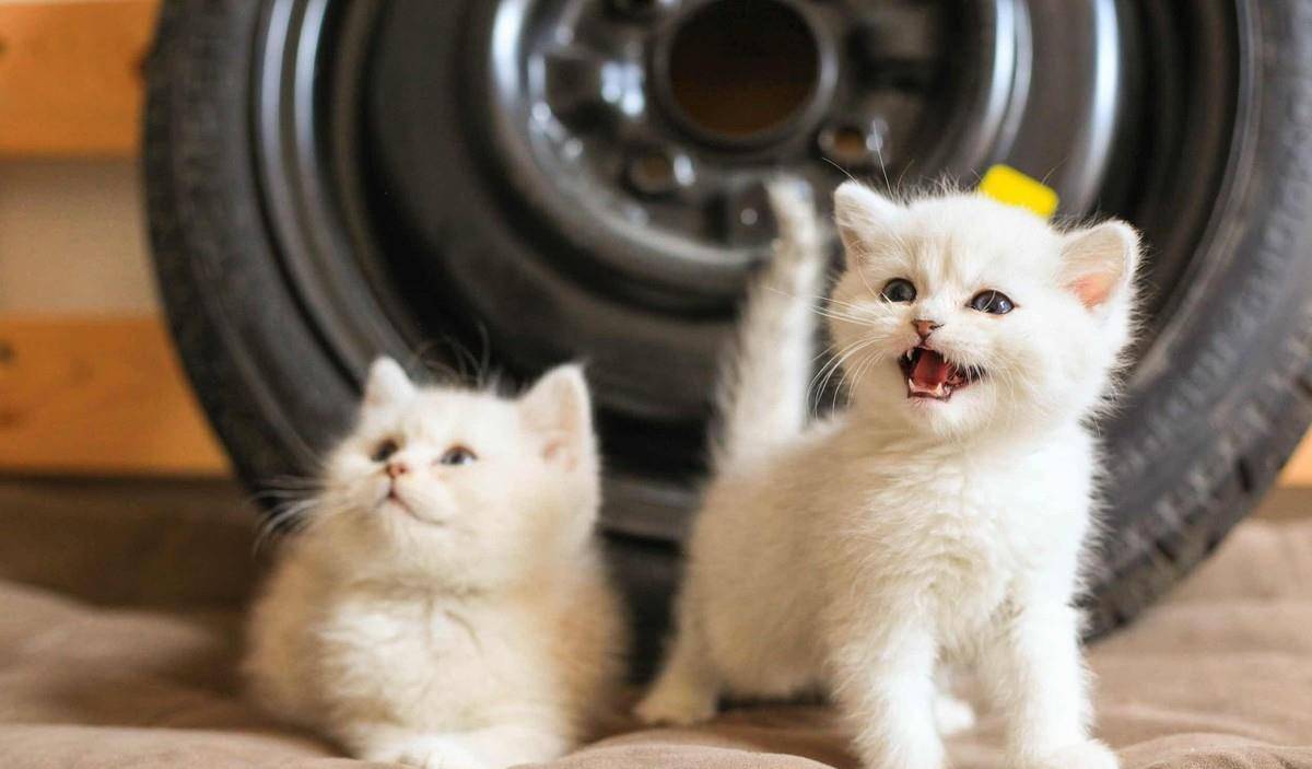 养个猫咪有什么好处 养猫咪都需要做什么 看完都明白了 猫砂
