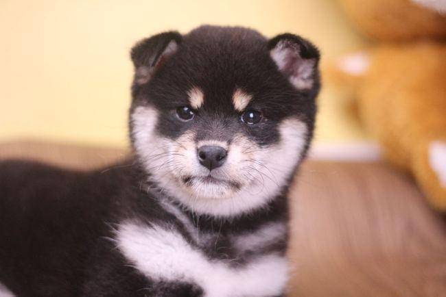 豆柴多少钱一只 成都想买柴犬的小伙伴看过来 价格