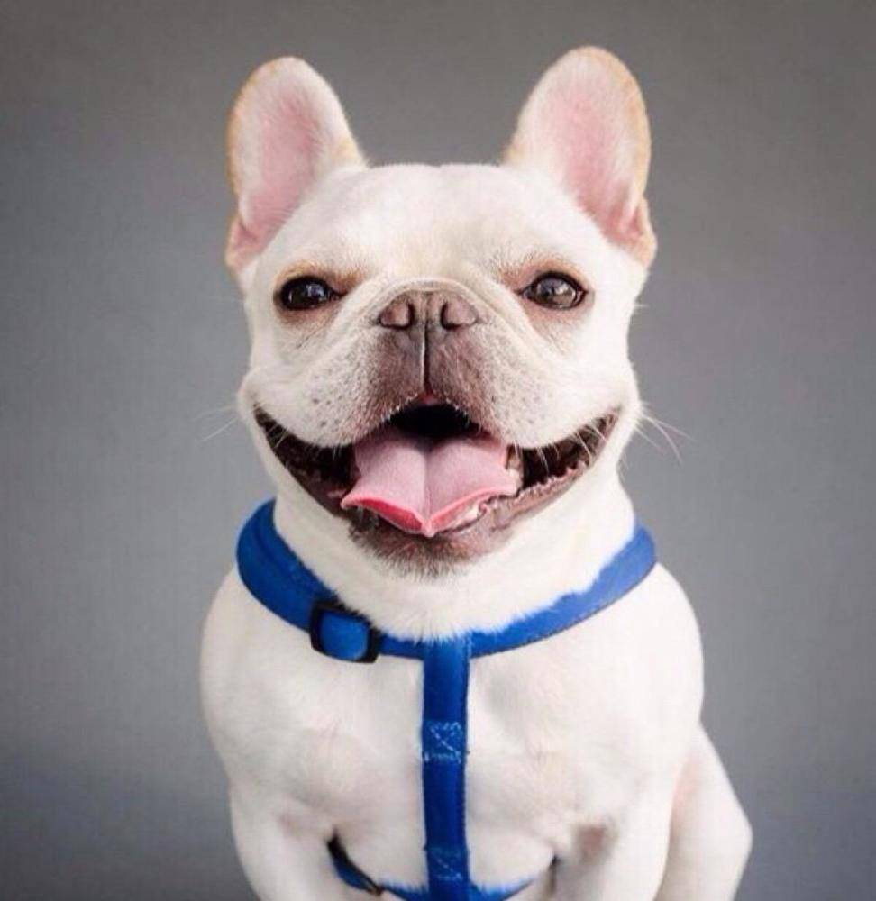 原创法斗走丢后被棒杀路人发出灵魂拷问和主人走散就该被杀吗