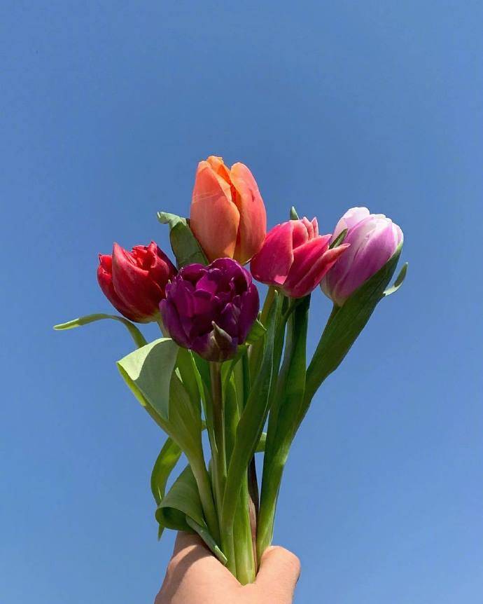 2021早安最美文案清新脱俗一见倾心