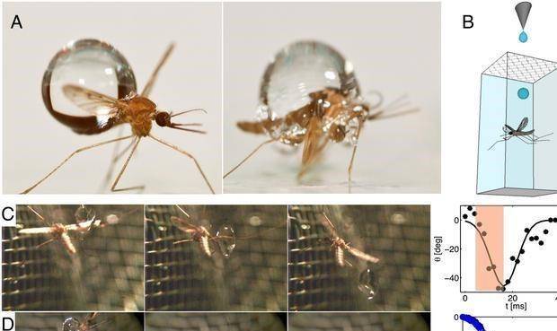 什么时候才不会有蚊子 c4e65fd54f9f4608b62dbdb14a5c82ab.jpeg