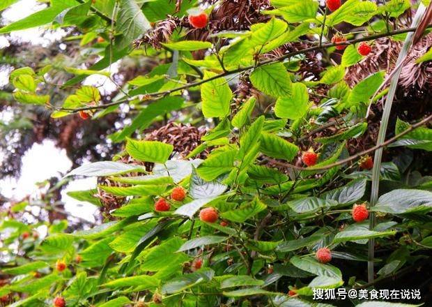 原創山上的野果成熟了又大又紅邊摘邊流口水這樣子串起來吃才過癮