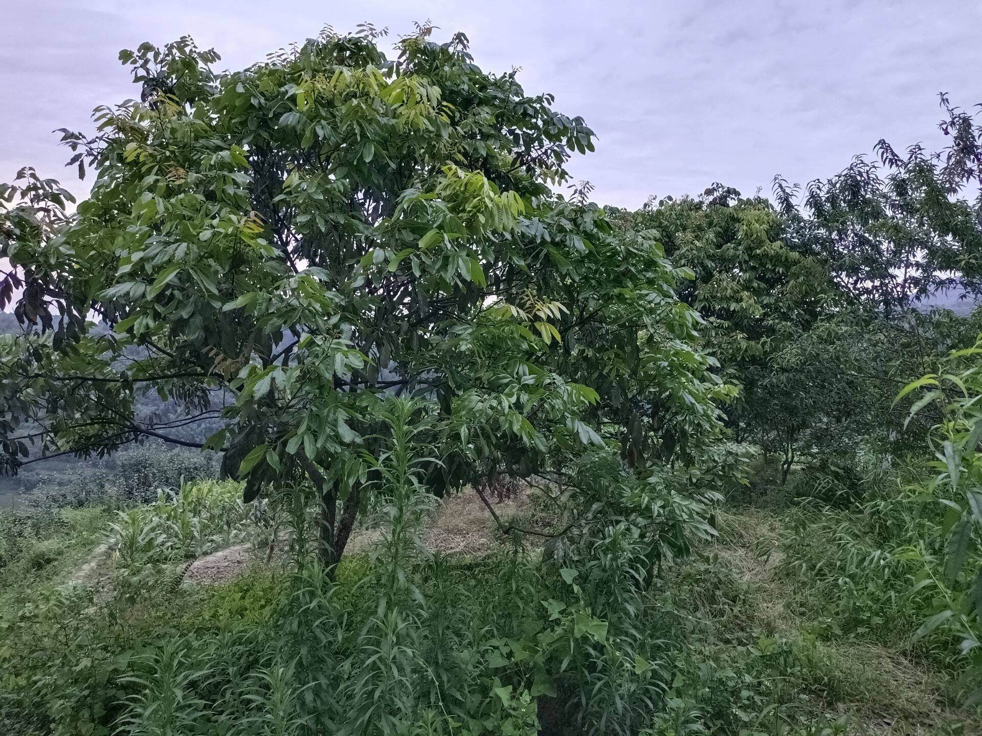 泸州合江一批龙眼树出售