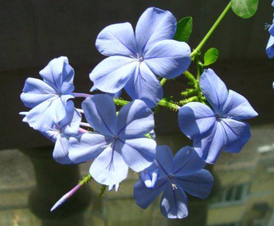 蓝雪花海棠花的枝叶苗条却不失丰满,它的叶子绿油油的,给人一种原来