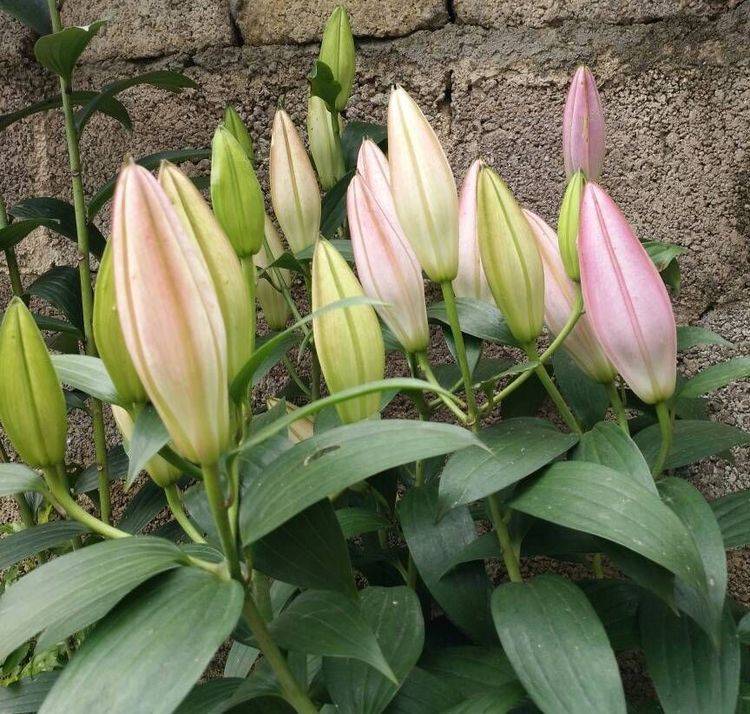 一般我们栽种百合花种球也就是鳞茎的时候,最好选择略大饱满一些的种