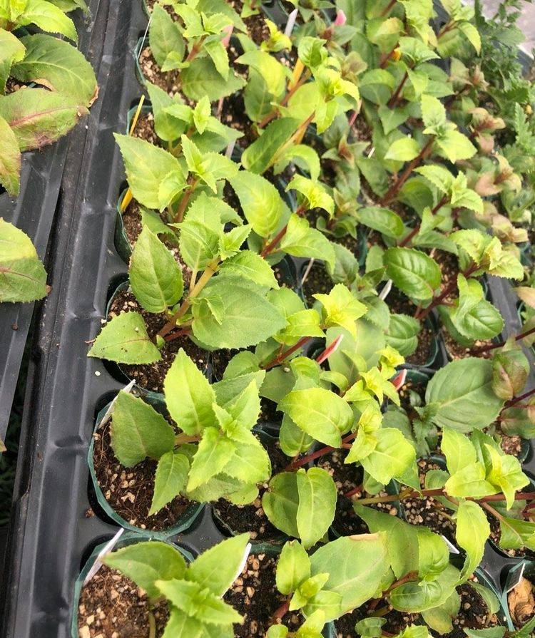 原创倒挂金钟如何扦插繁殖?学会一招,成活率高,拥有更多株