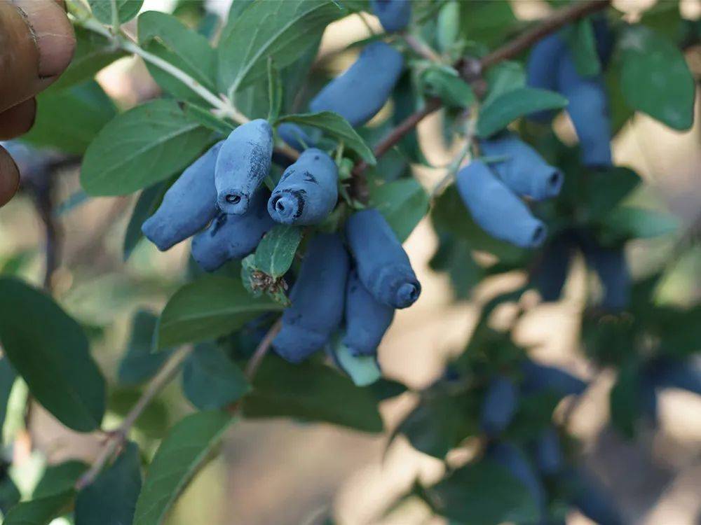 儿时常吃的零食,如今却成高端水果,农民:炒作的,种了都卖不动_蓝靛