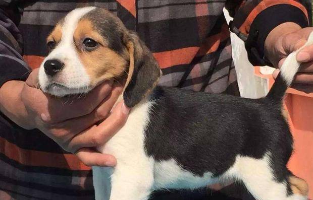 繁殖犬 悲剧的一生 无间断繁殖导致子宫脱落 请拒绝纯种狗 狗狗